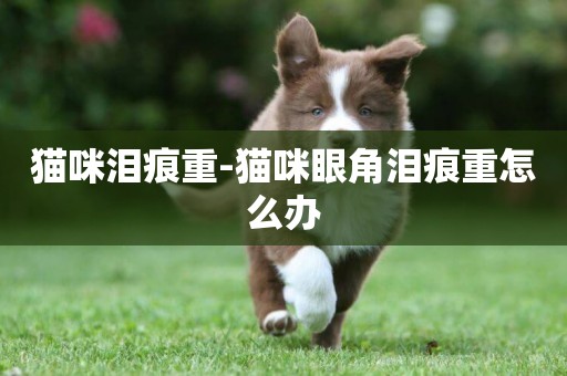 貓咪淚痕重-貓咪眼角淚痕重怎么辦