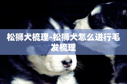 松獅犬梳理-松獅犬怎么進行毛發梳理