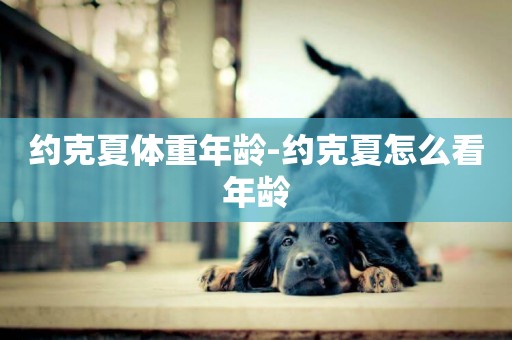 約克夏體重年齡-約克夏怎么看年齡