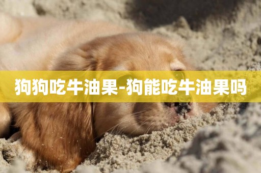 狗狗吃牛油果-狗能吃牛油果嗎