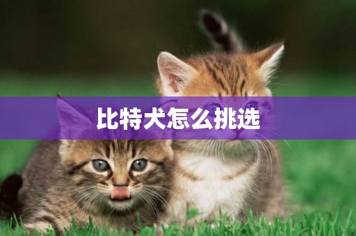 比特犬怎么挑選