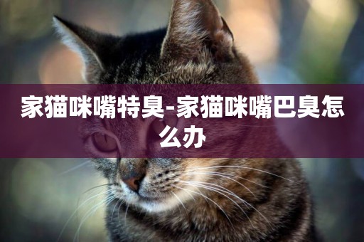 家貓咪嘴特臭-家貓咪嘴巴臭怎么辦