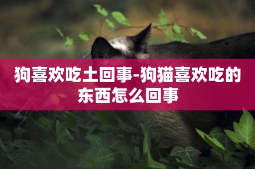 狗喜歡吃土回事-狗貓喜歡吃的東西怎么回事