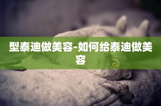 型泰迪做美容-如何給泰迪做美容