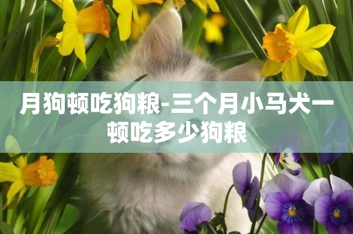 月狗頓吃狗糧-三個月小馬犬一頓吃多少狗糧