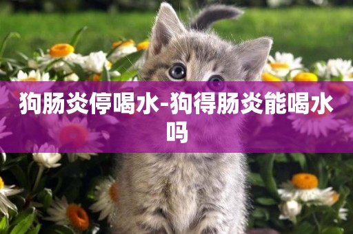 狗腸炎停喝水-狗得腸炎能喝水嗎