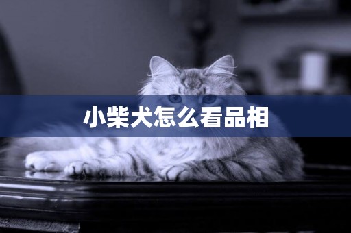 小柴犬怎么看品相