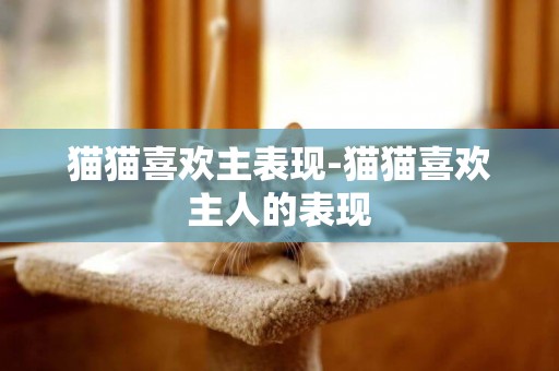 貓貓喜歡主表現-貓貓喜歡主人的表現