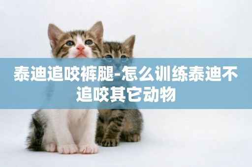 泰迪追咬褲腿-怎么訓練泰迪不追咬其它動物
