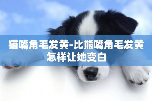 貓嘴角毛發黃-比熊嘴角毛發黃怎樣讓她變白
