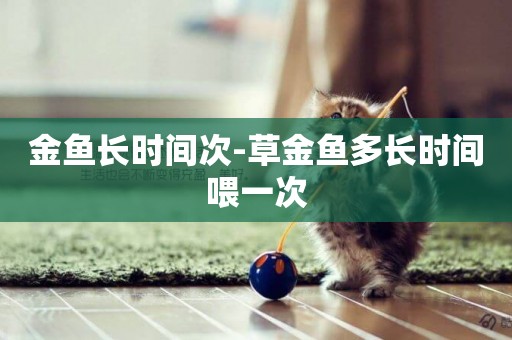 金魚長時間次-草金魚多長時間喂一次