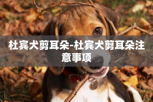 杜賓犬剪耳朵-杜賓犬剪耳朵注意事項