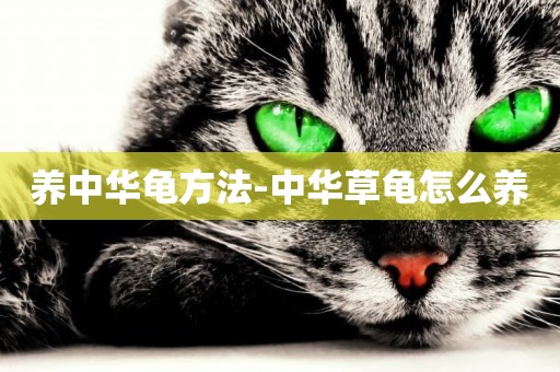 養中華龜方法-中華草龜怎么養