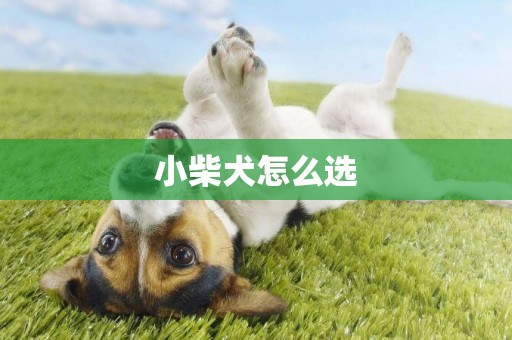 小柴犬怎么選