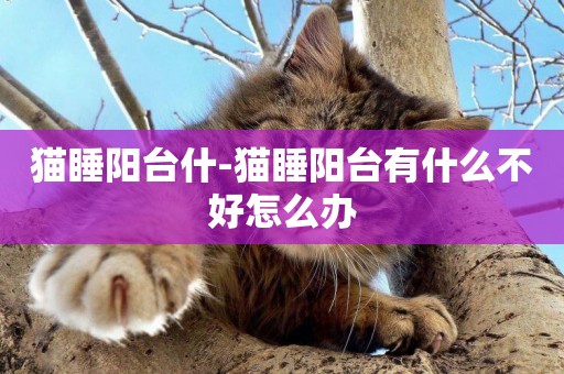 貓睡陽臺什-貓睡陽臺有什么不好怎么辦