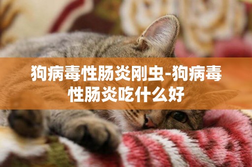 狗病毒性腸炎剛蟲-狗病毒性腸炎吃什么好