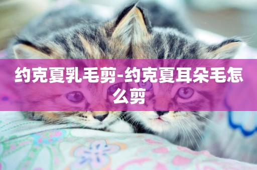 約克夏乳毛剪-約克夏耳朵毛怎么剪