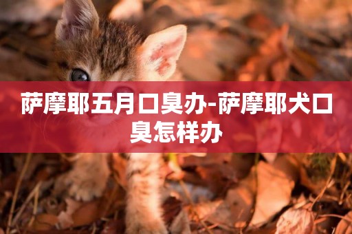 薩摩耶五月口臭辦-薩摩耶犬口臭怎樣辦