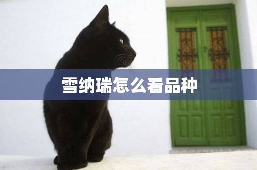 雪納瑞怎么看品種