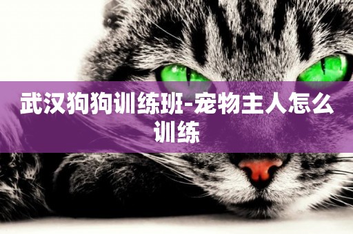 武漢狗狗訓練班-寵物主人怎么訓練