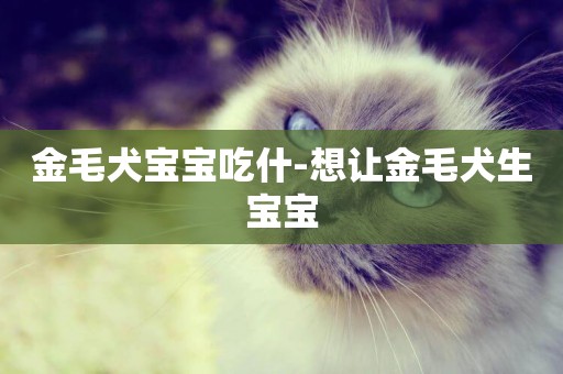 金毛犬寶寶吃什-想讓金毛犬生寶寶