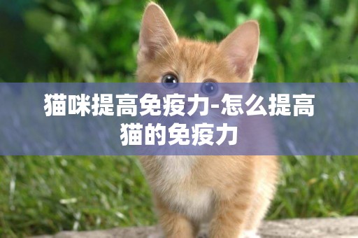 貓咪提高免疫力-怎么提高貓的免疫力