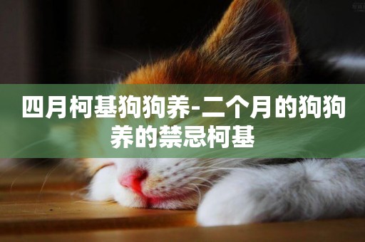 四月柯基狗狗養-二個月的狗狗養的禁忌柯基