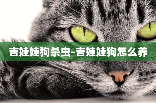 吉娃娃狗殺蟲-吉娃娃狗怎么養