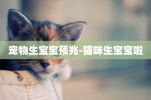 寵物生寶寶預兆-貓咪生寶寶啦