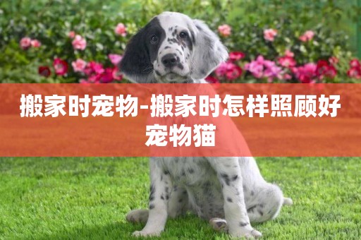 搬家時寵物-搬家時怎樣照顧好寵物貓
