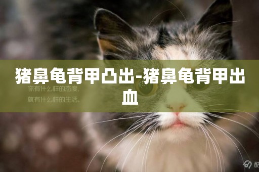 豬鼻龜背甲凸出-豬鼻龜背甲出血