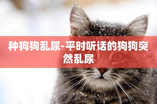 種狗狗亂尿-平時聽話的狗狗突然亂尿