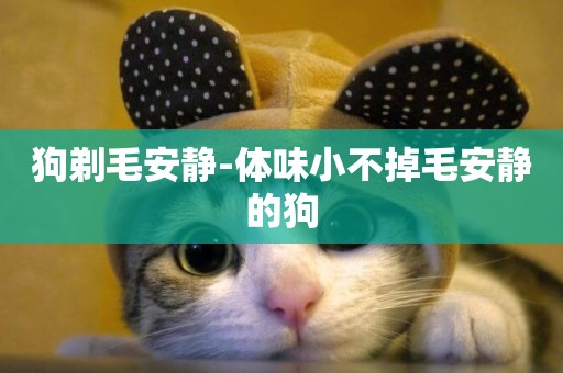狗剃毛安靜-體味小不掉毛安靜的狗
