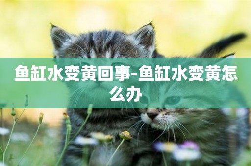 魚缸水變黃回事-魚缸水變黃怎么辦