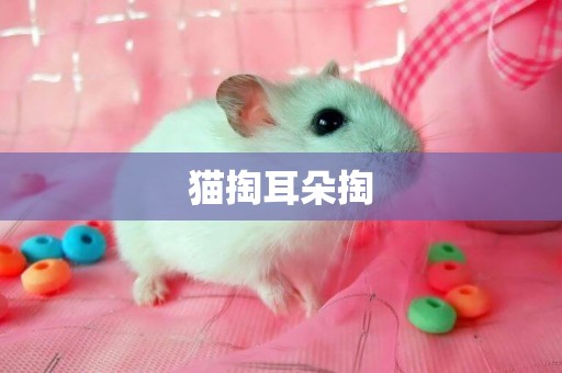 貓掏耳朵掏