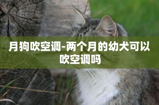 月狗吹空調-兩個月的幼犬可以吹空調嗎