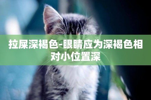 拉屎深褐色-眼睛應為深褐色相對小位置深