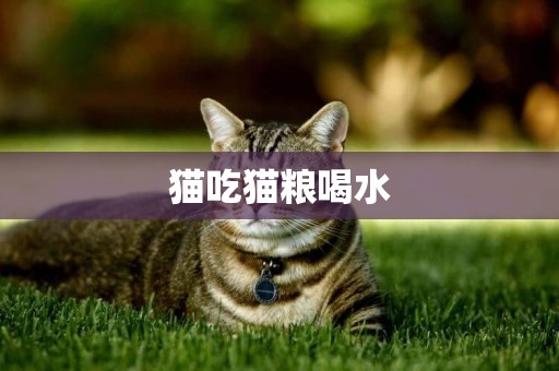 貓吃貓糧喝水