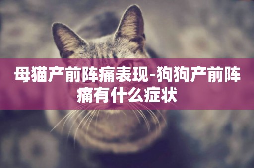 母貓產前陣痛表現-狗狗產前陣痛有什么癥狀