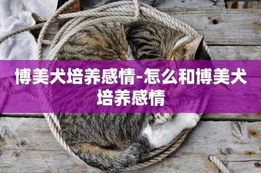 博美犬培養感情-怎么和博美犬培養感情