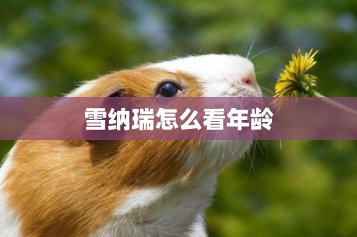 雪納瑞怎么看年齡