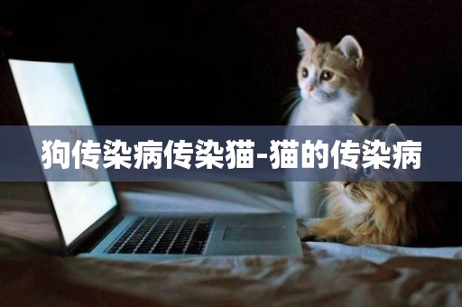 狗傳染病傳染貓-貓的傳染病