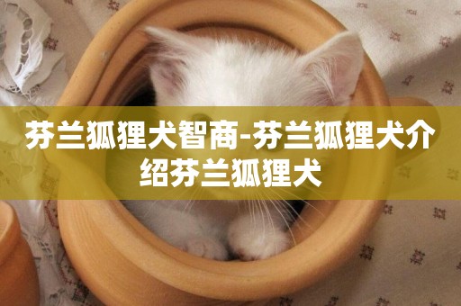 芬蘭狐貍犬智商-芬蘭狐貍犬介紹芬蘭狐貍犬