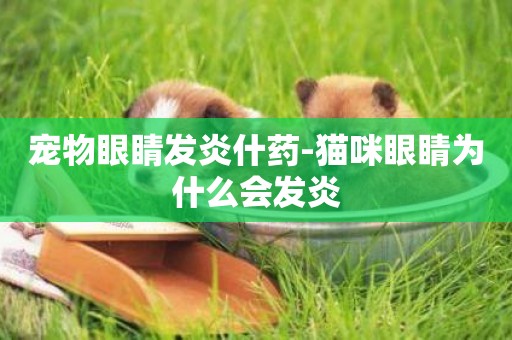 寵物眼睛發炎什藥-貓咪眼睛為什么會發炎