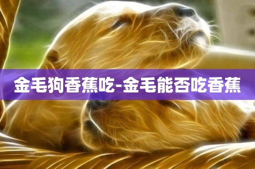 金毛狗香蕉吃-金毛能否吃香蕉