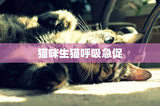 貓咪生貓呼吸急促