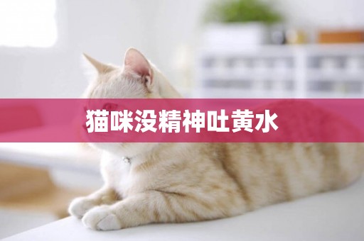貓咪沒精神吐黃水