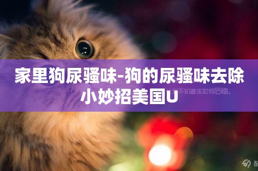 家里狗尿騷味-狗的尿騷味去除小妙招美國U