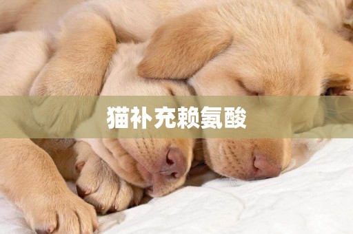 貓補充賴氨酸