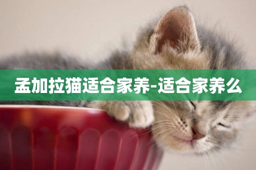 孟加拉貓適合家養-適合家養么